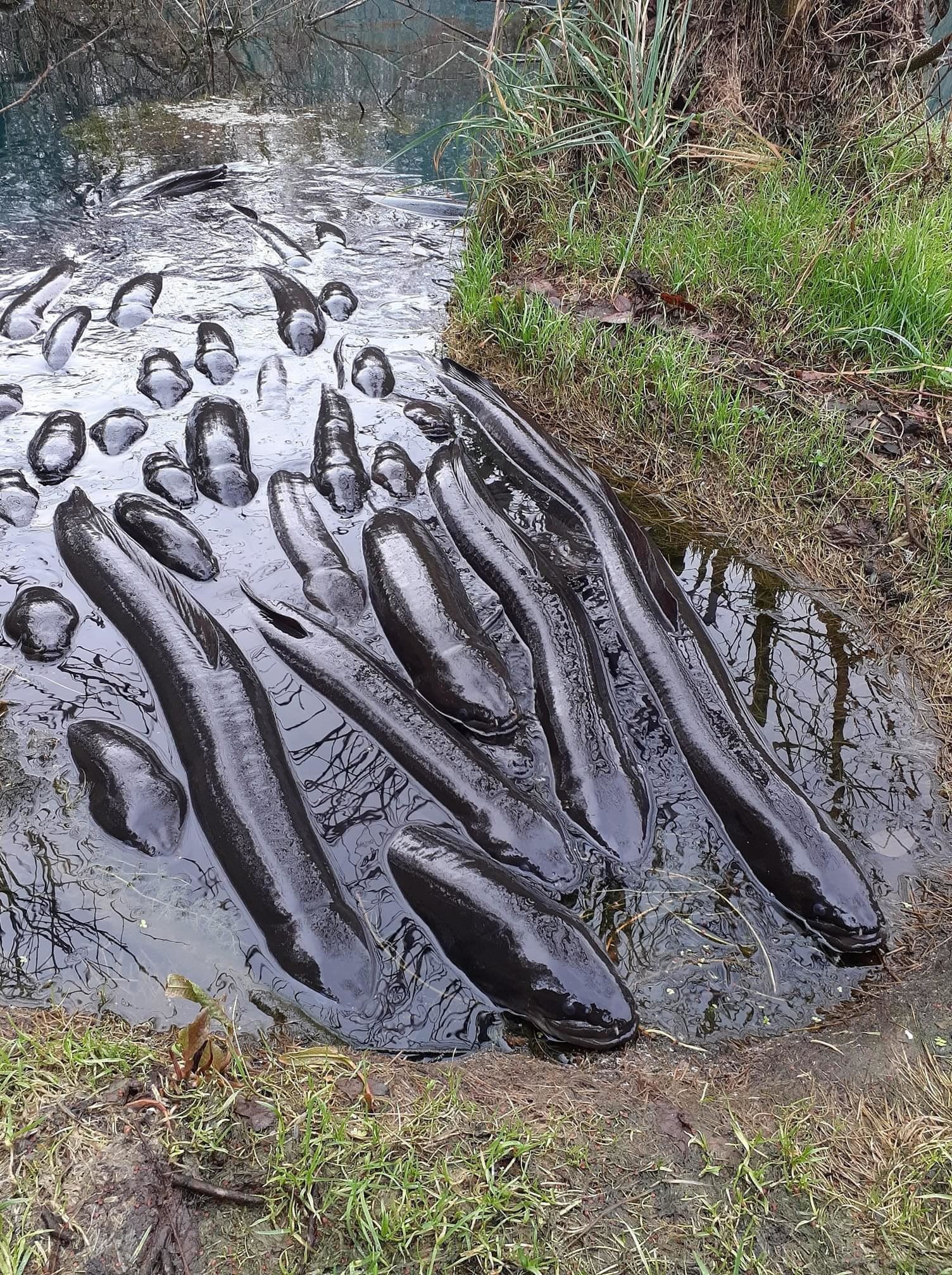 7. Симпатяги угри