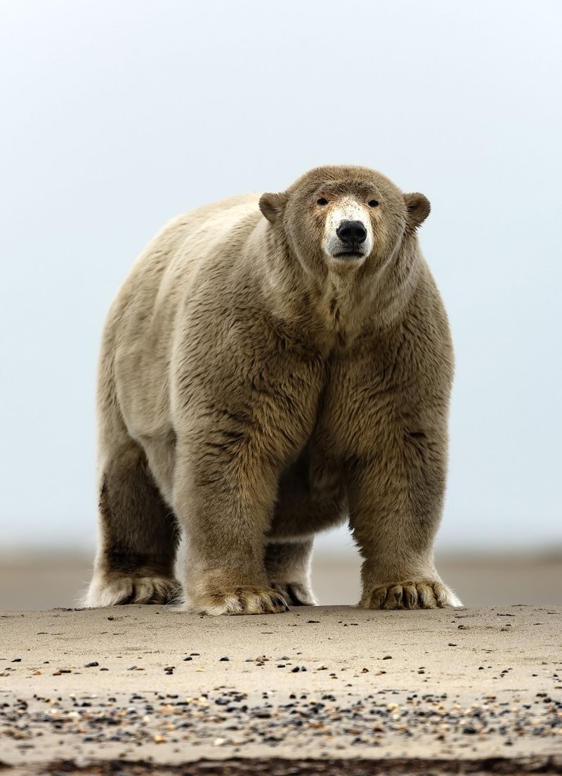 21. Пухляш с Аляски