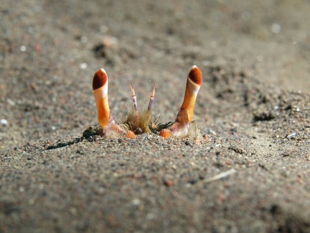 Лягушачий краб: существо между раком и крабом