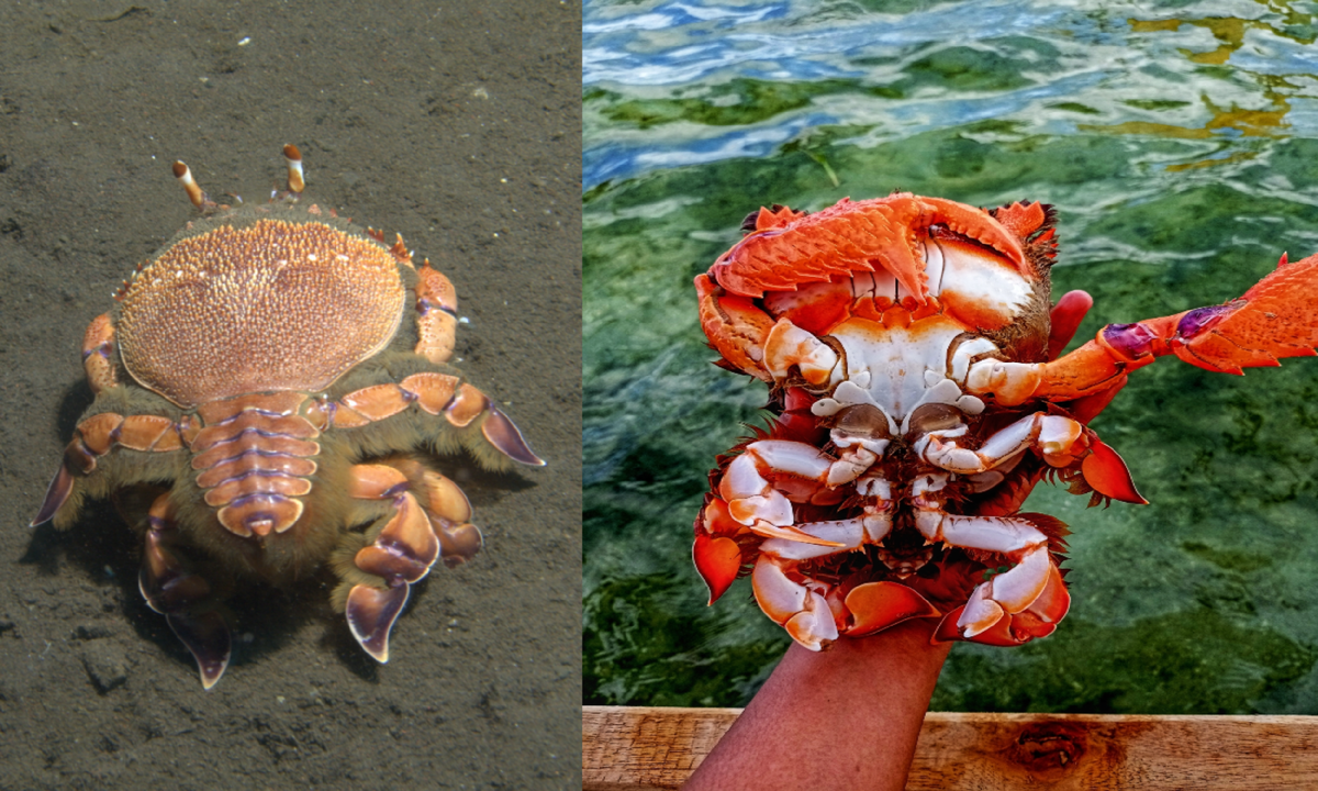 Лягушачий краб: существо между раком и крабом
