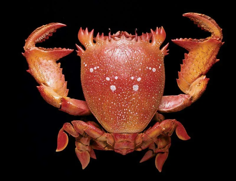 Лягушачий краб: существо между раком и крабом