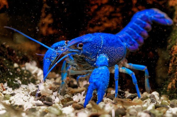 Лягушачий краб: существо между раком и крабом