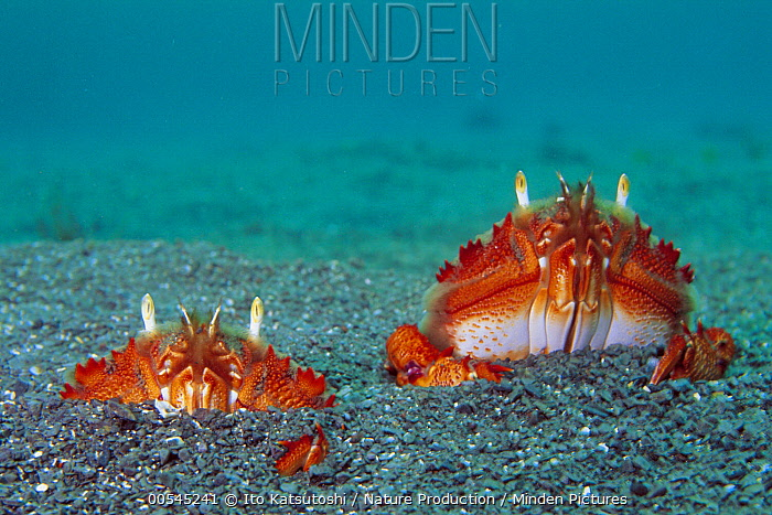 Лягушачий краб: существо между раком и крабом