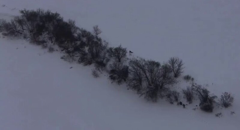 Нелегальный мигрант пытался спрятаться от силовиков за кустами