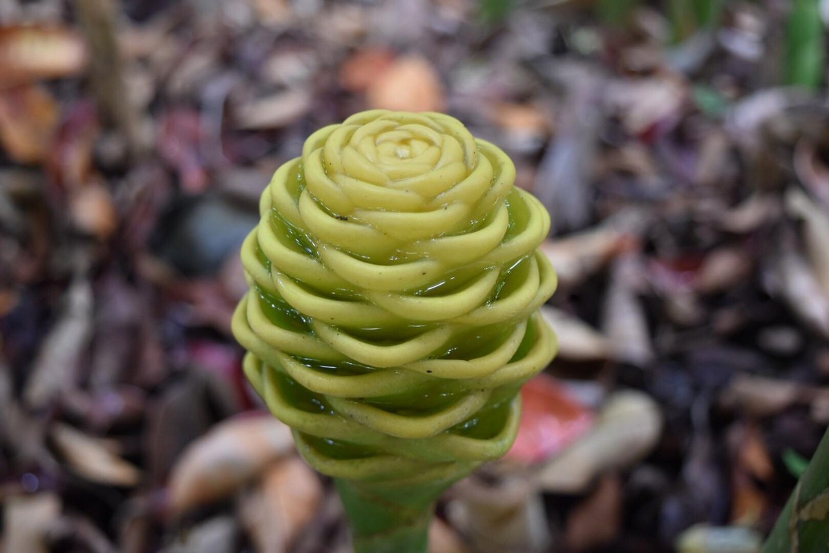 12. Имбирный улей - растение, напоминающее пчелиный домик