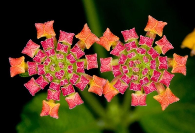 7. Лантана камара - кустарник семейства Вербеновые, напоминающий калейдоскоп