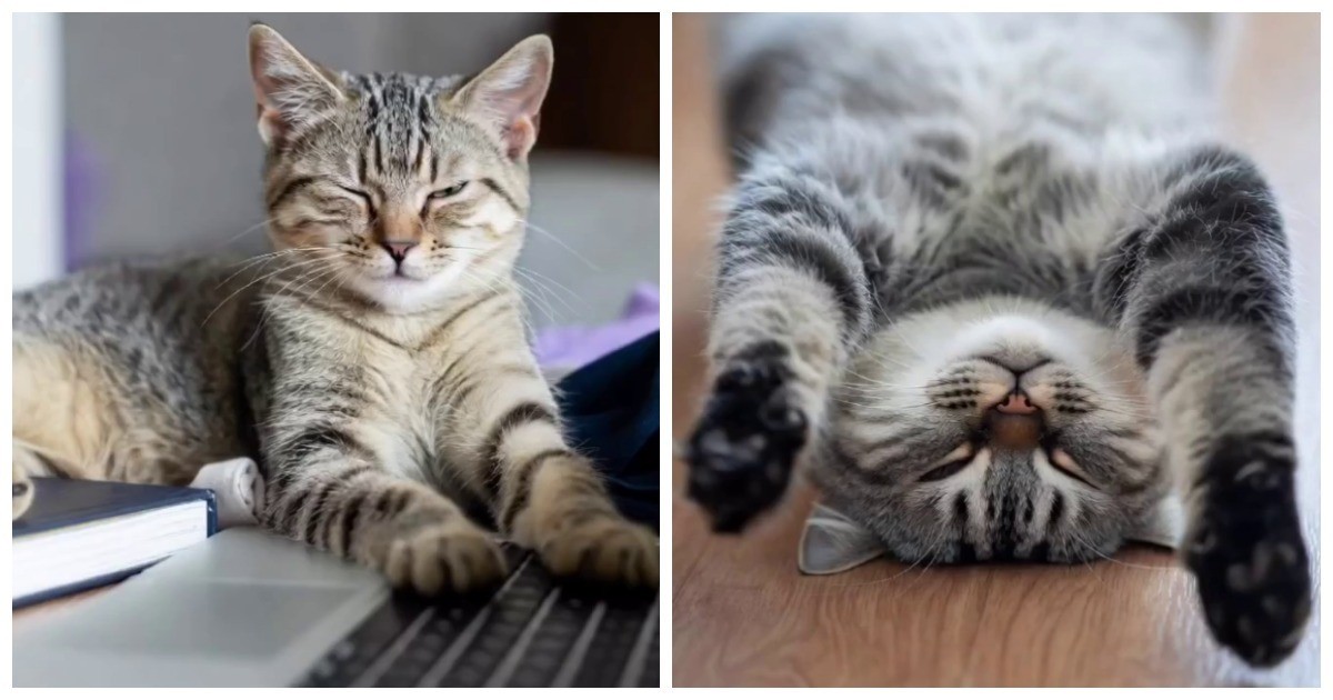 Что означают позы кошек