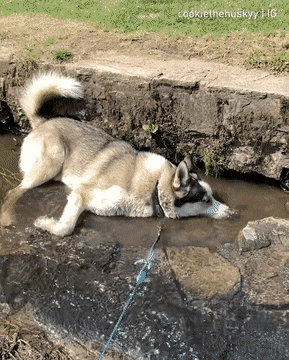 Просто гифки, всякие и&nbsp;разные