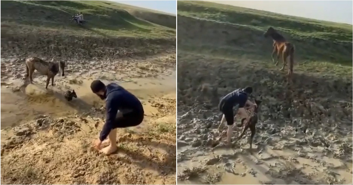 Мужчина спас жеребёнка, застрявшего в грязи