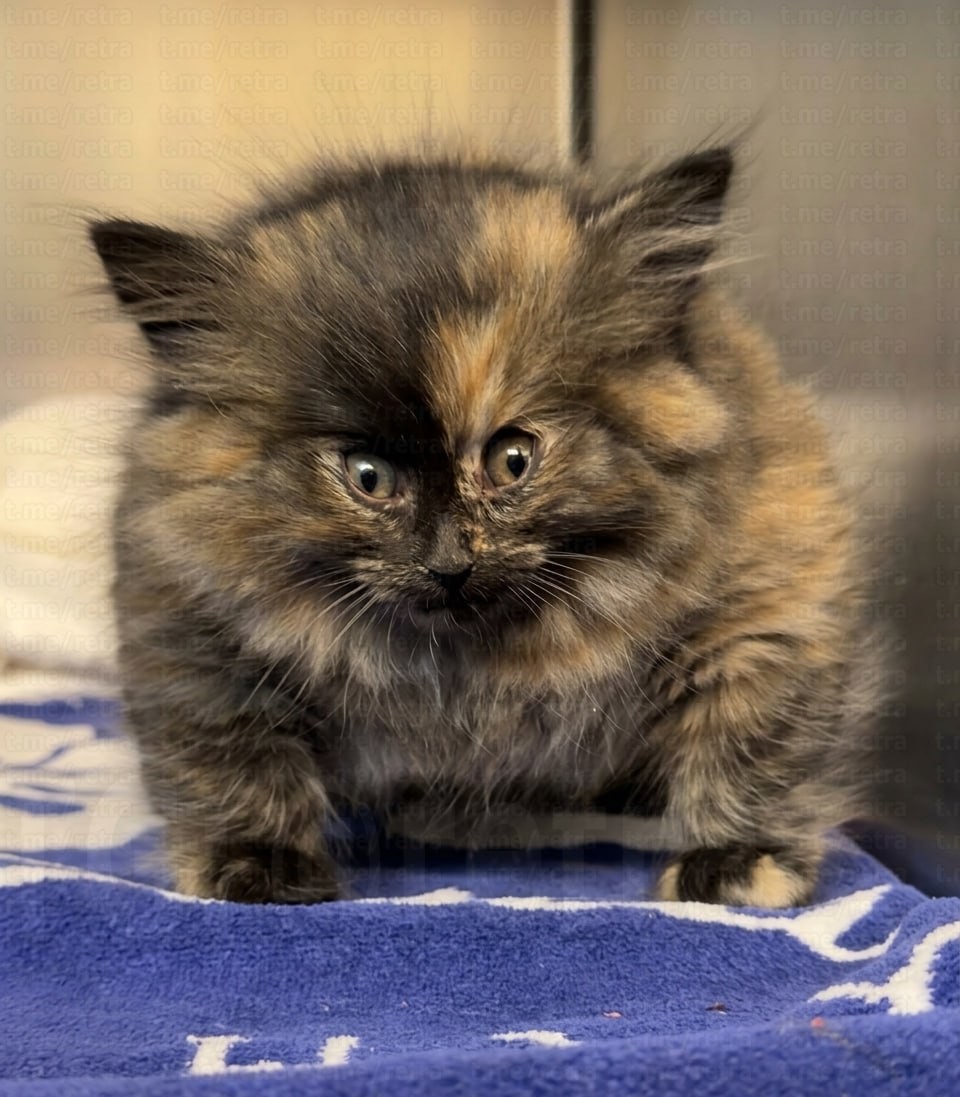 Калифорнийский котёнок «надулся, как шарик» из-за повреждения трахеи