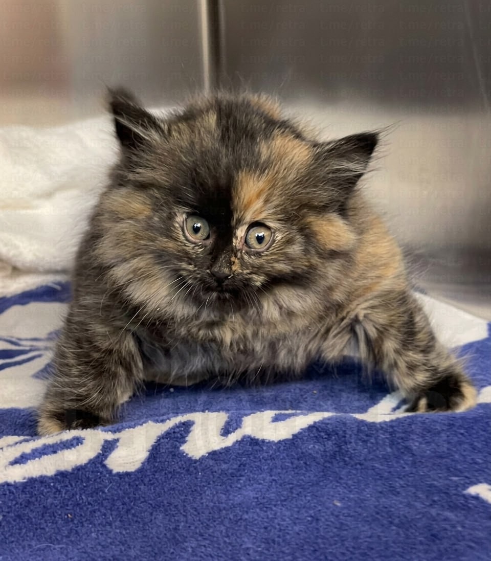 Калифорнийский котёнок «надулся, как шарик» из-за повреждения трахеи