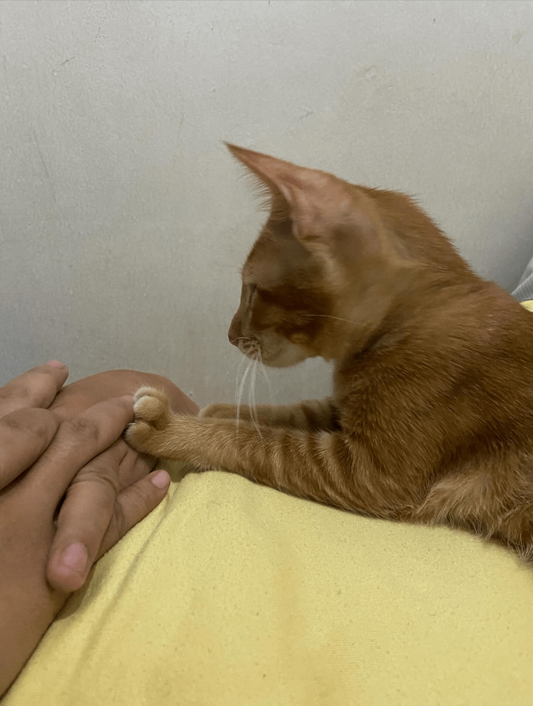 24. Соединим  наши лапы и руки