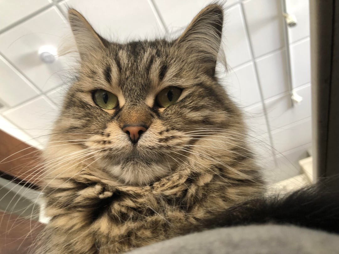 4. Императорское достоинство