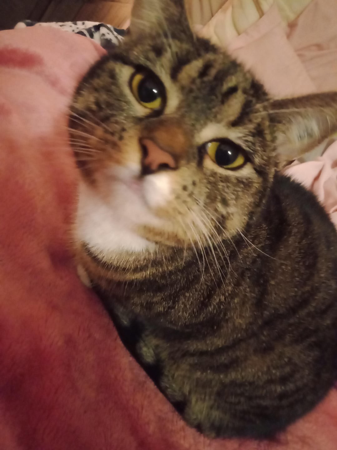 26. Кто твоя пусечка?