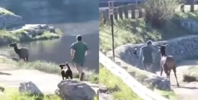 Во время пробежки к американцу неожиданно присоединился олень