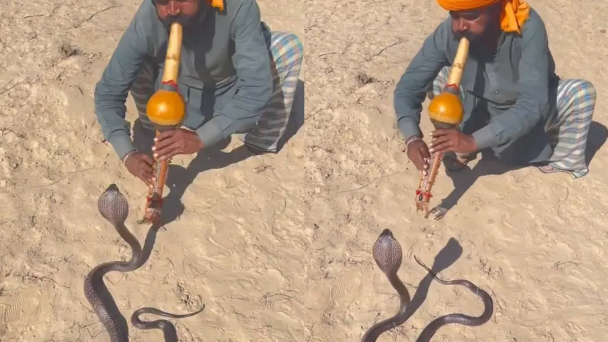 Заклинатель змей едва увернулся от атаки кобры во время выступления