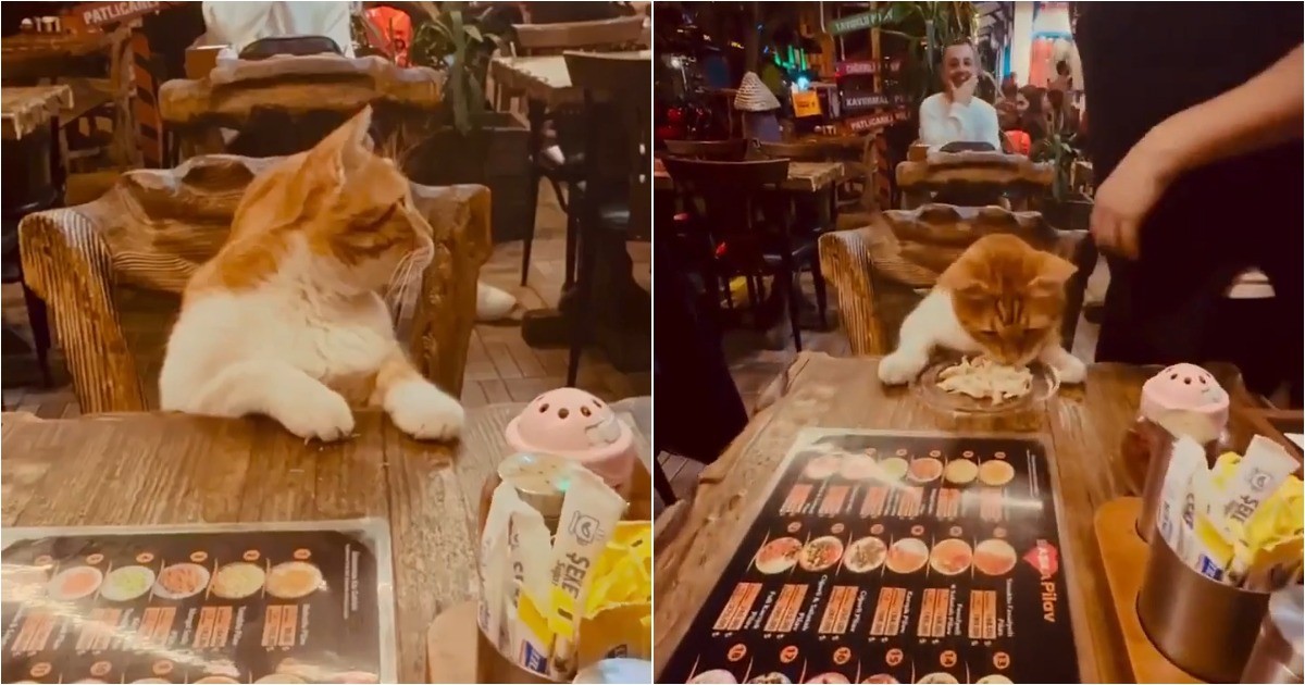 В Стамбуле кошки — полноправные посетители баров и ресторанов