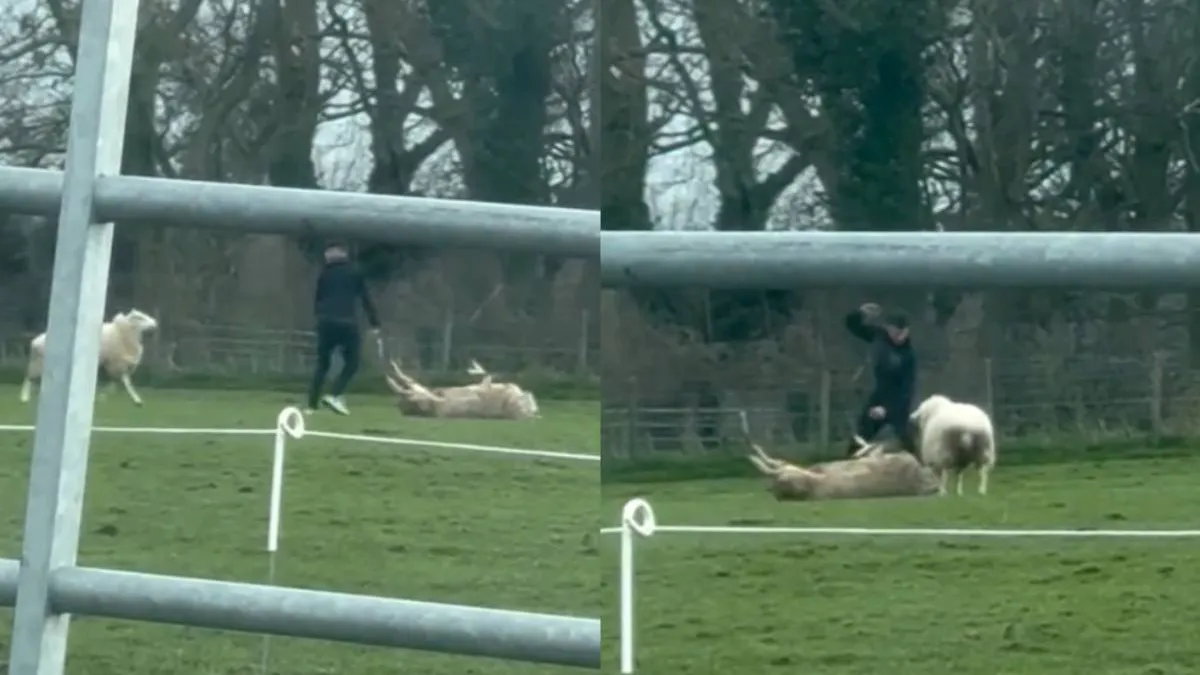 Мужчина спас овцу, которая лежала на спине и не могла перевернуться