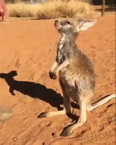 Просто гифки, всякие и&nbsp;разные