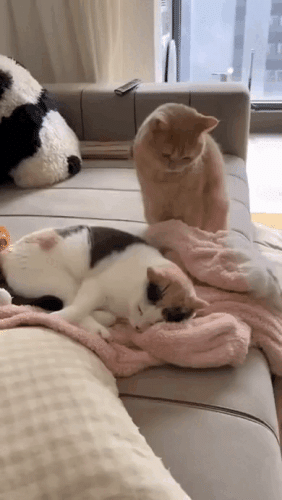 Просто гифки, всякие и&nbsp;разные