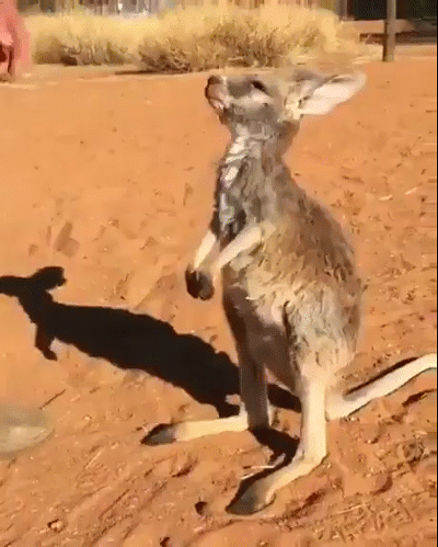 Просто гифки, всякие и&nbsp;разные