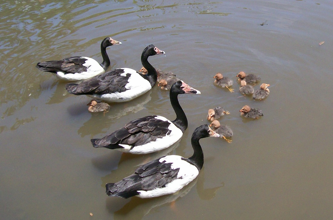 Сорока-гусь: как гаремные семьи помогли выжить?