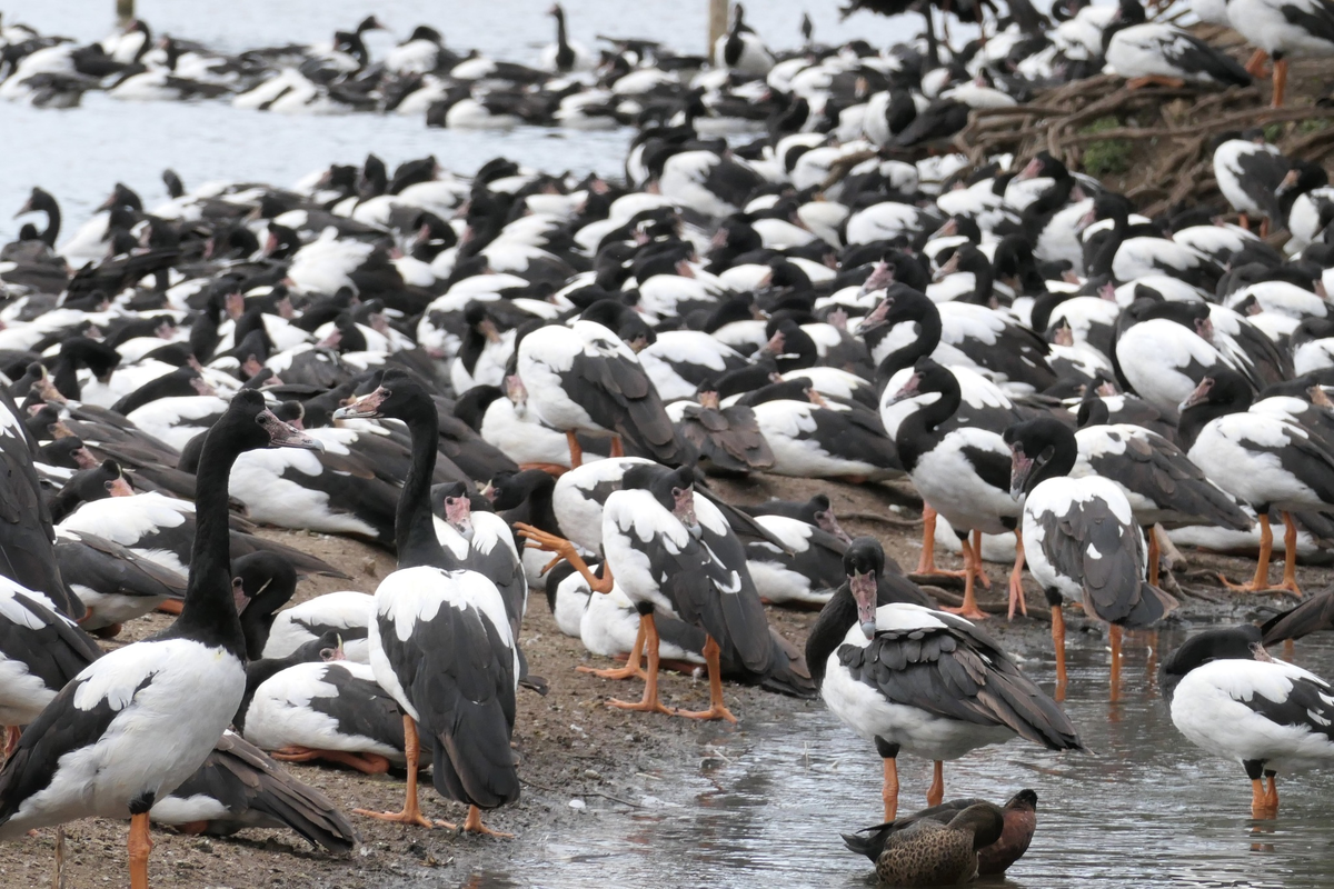 Сорока-гусь: как гаремные семьи помогли выжить?