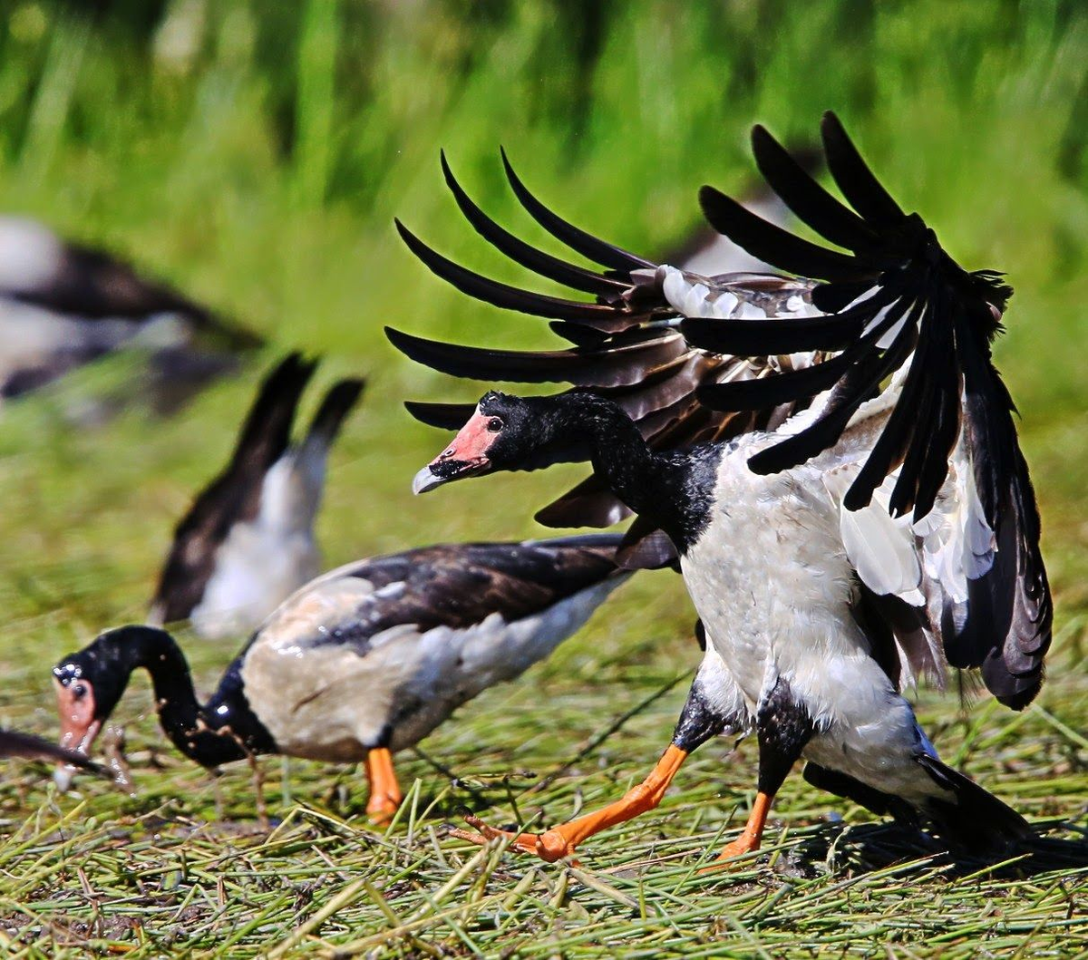 Сорока-гусь: как гаремные семьи помогли выжить?