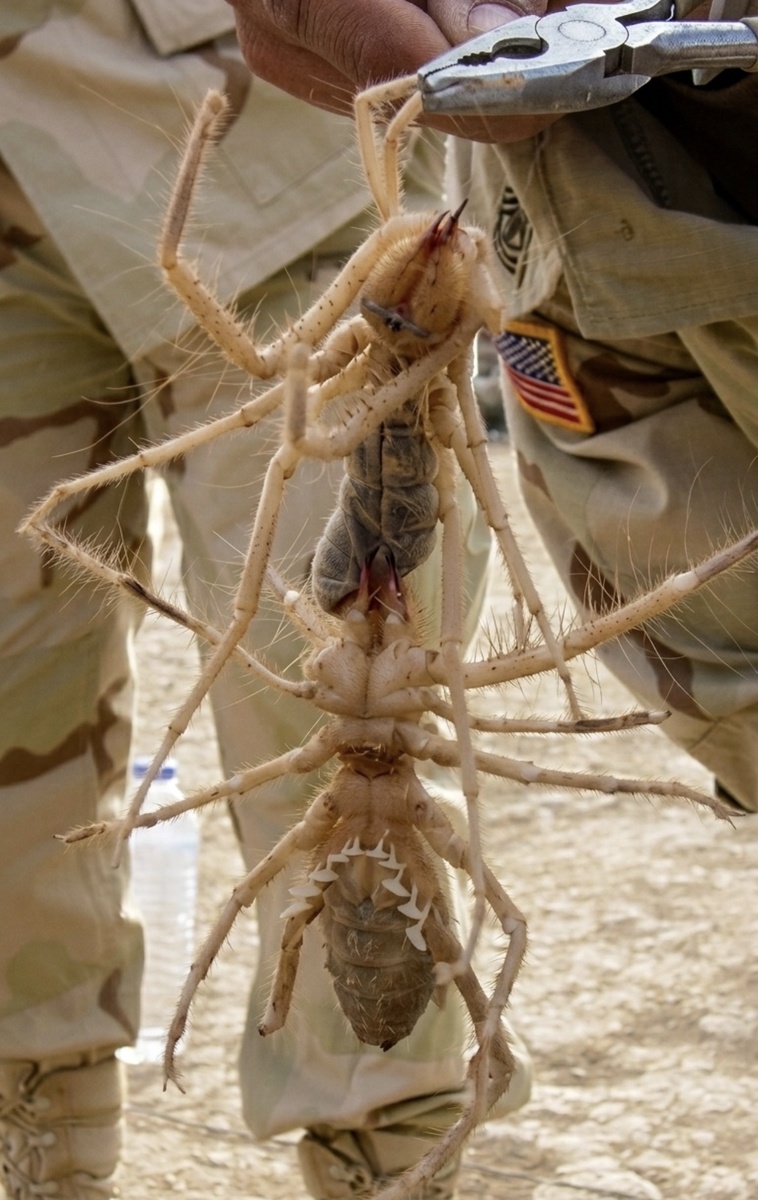 Существо из пустыни, которое пугает своим видом