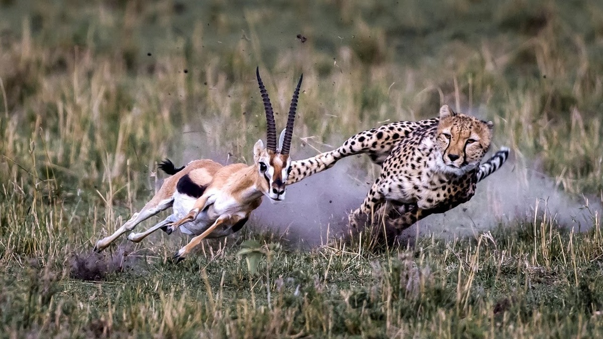 Добрый котик: почему гепарды никогда не нападают на человека?