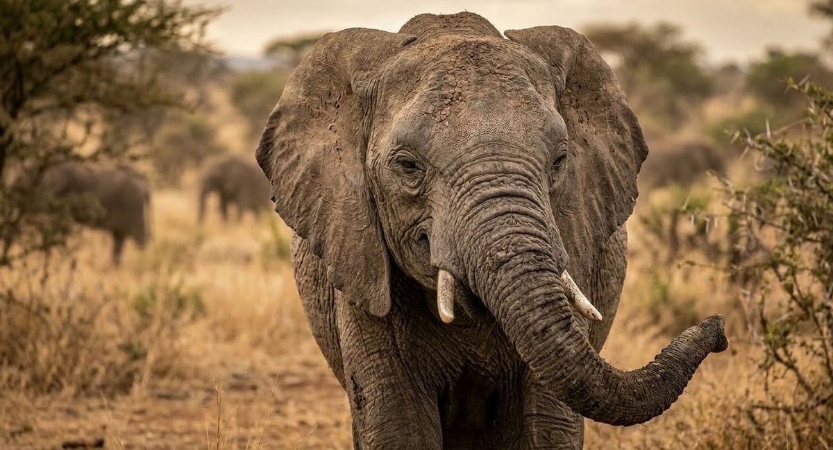 Факт о слонах, который вы предпочли бы не знать