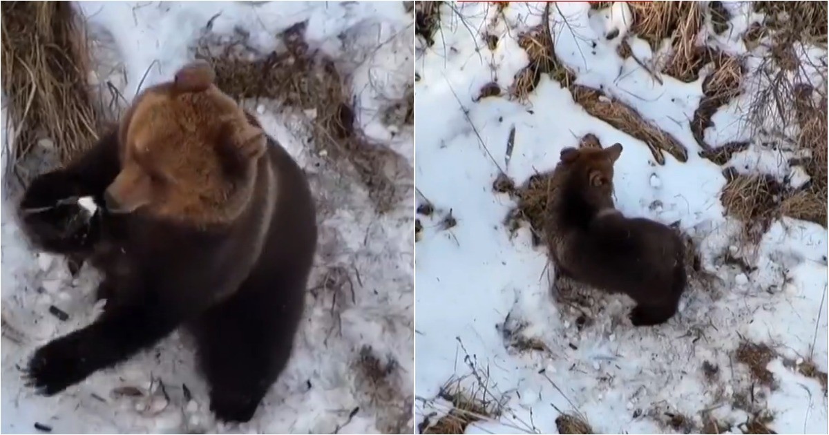 В Эстонии сняли на видео медведя, только что проснувшегося после зимней спячки