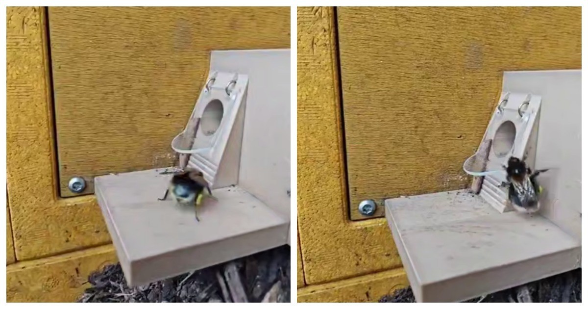 Обучение королевы шмелей