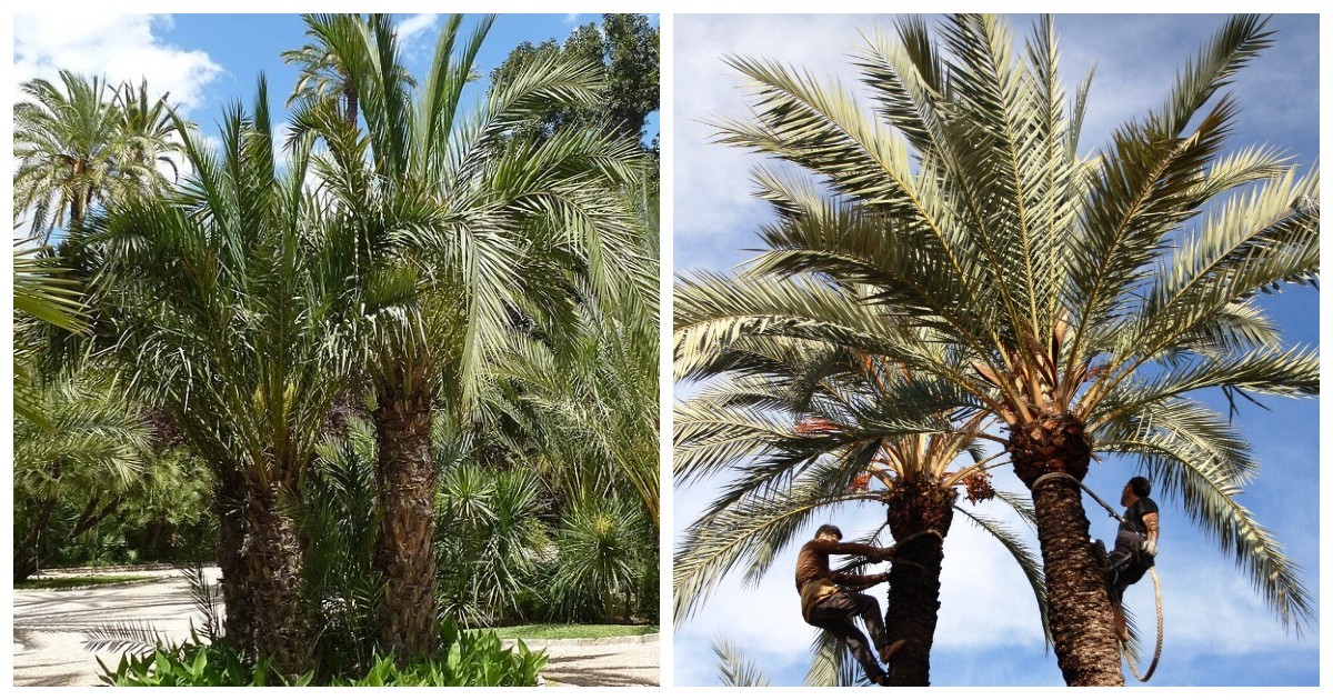 Пальмовый лес в Эльче, Испания