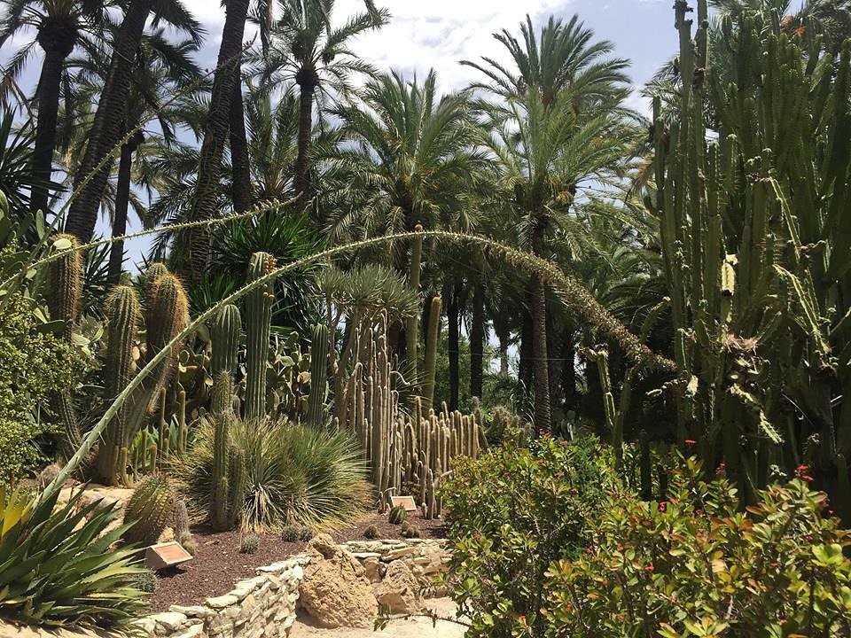 Кактусы и пальмы