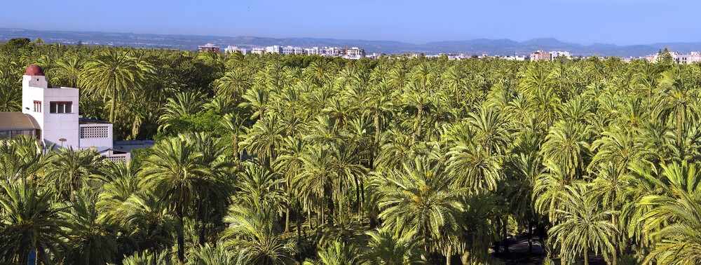 Панорама пальмового леса