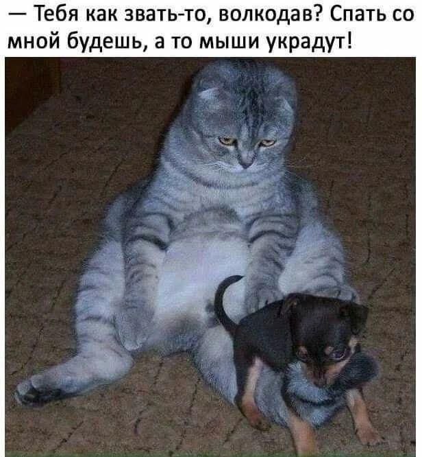 Скрины из соцсетей