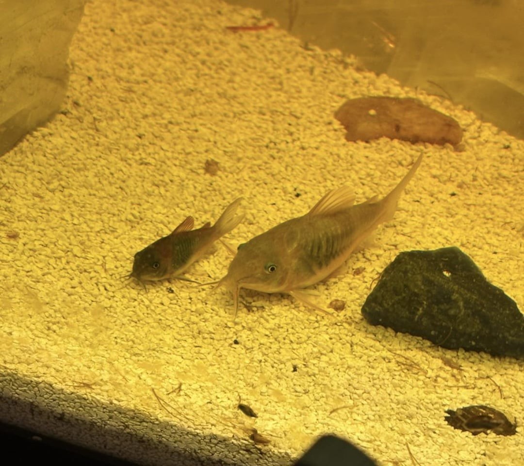 12. Сом Кори: самец (слева) и самка