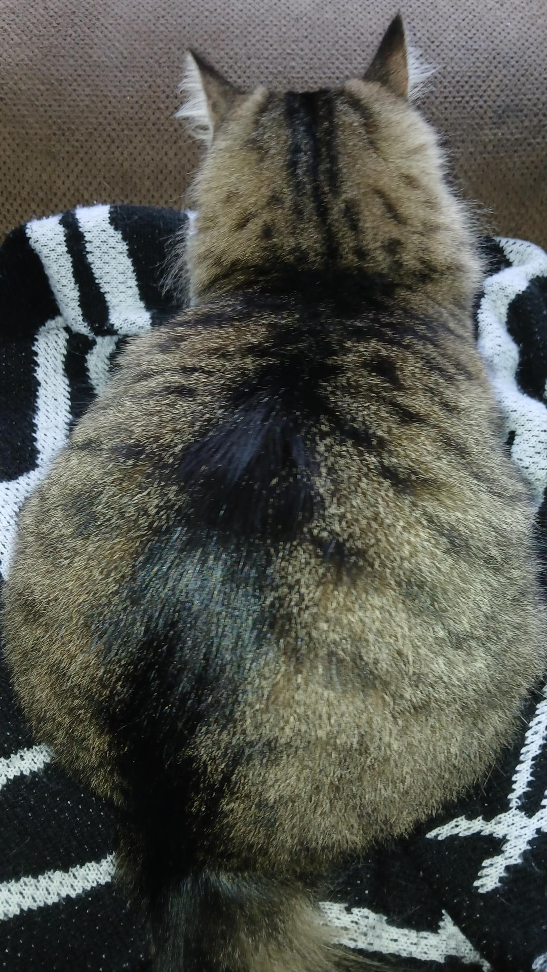 3. Чёрная полоса шерсти как-будто принадлежит другому котику