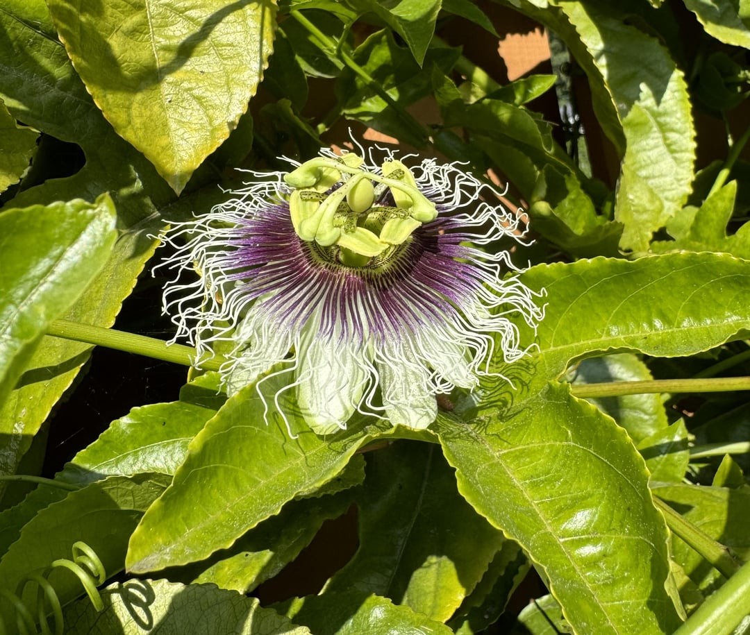 30. Цветок маракуйи: теперь вы видели всё