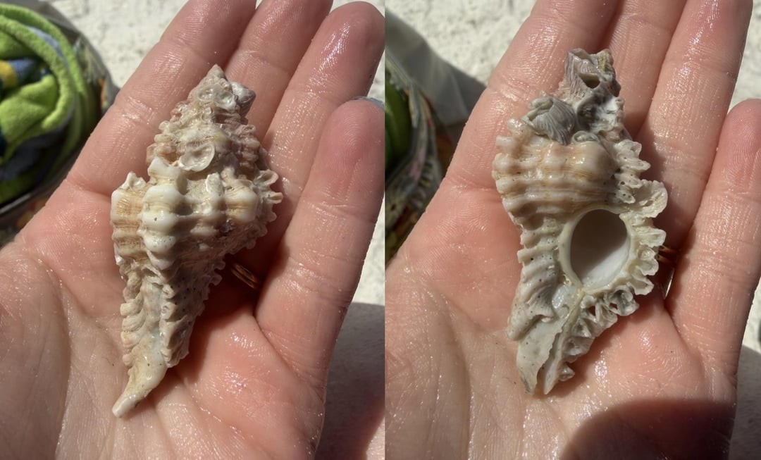 8. Природная скульптура: раковину покрывают другие маленькие ракушки