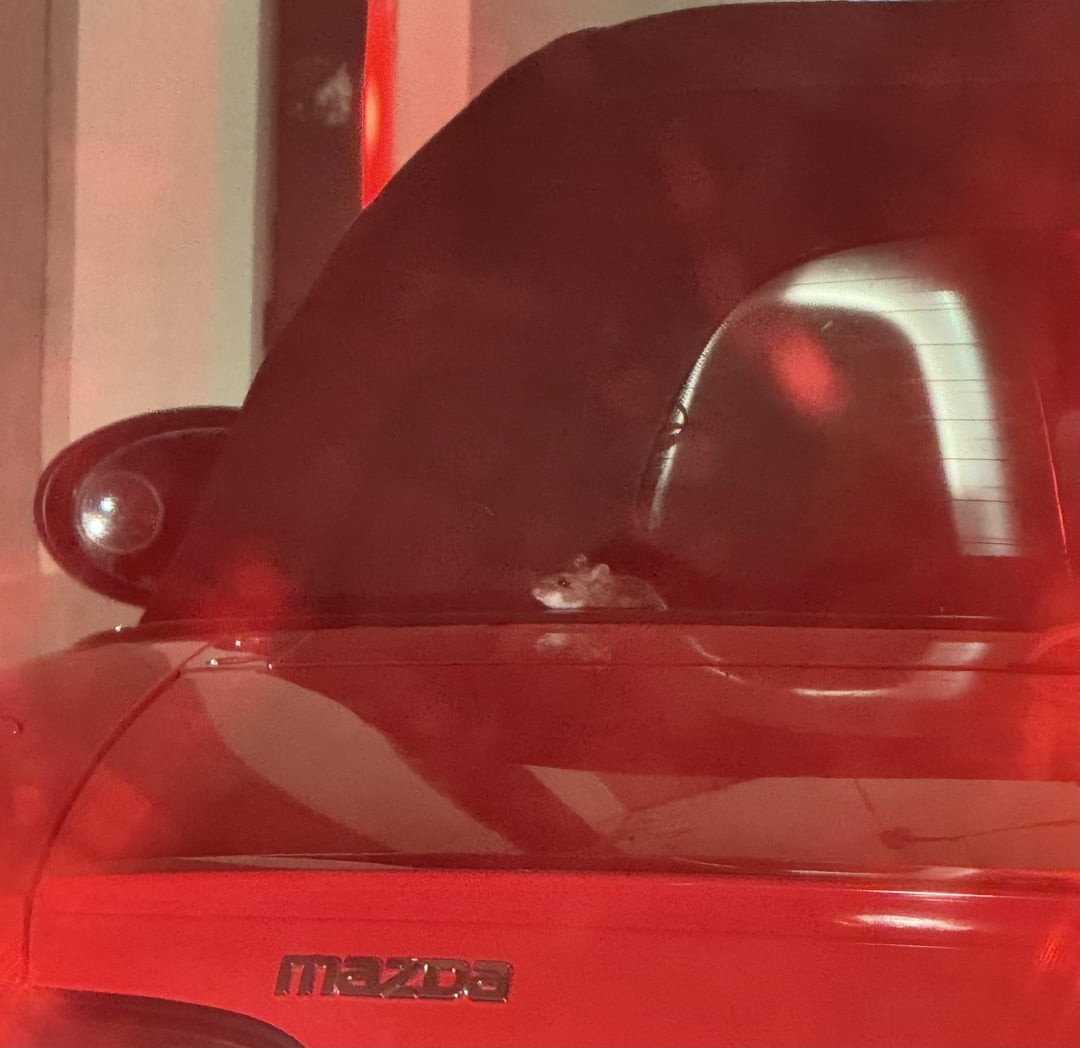 17. Здравствуй, я твоя мышка