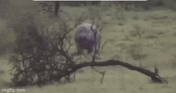 Просто гифки, всякие и&nbsp;разные