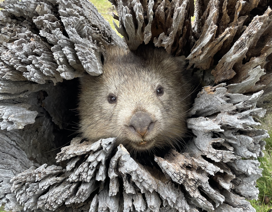 Вомбат: драки, шрамы, захват имущества