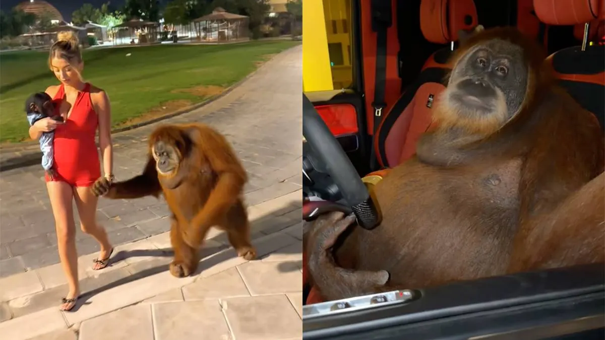 Необычная сцена в Дубае