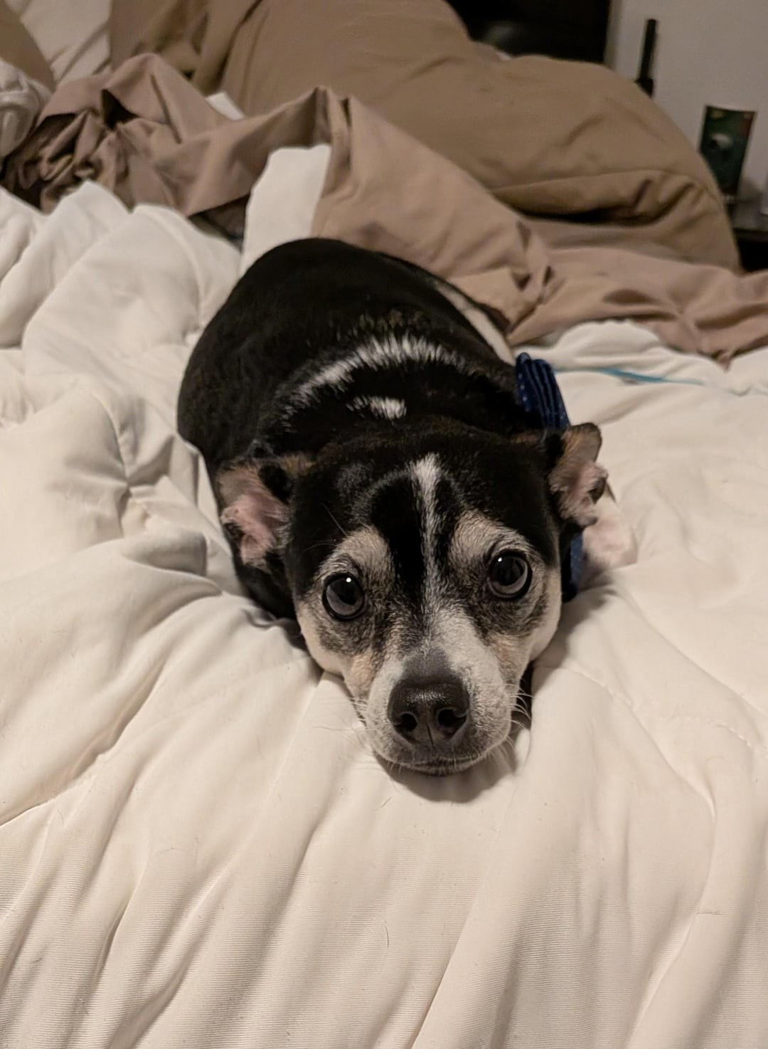 10. Угадай, что я натворил сегодня?