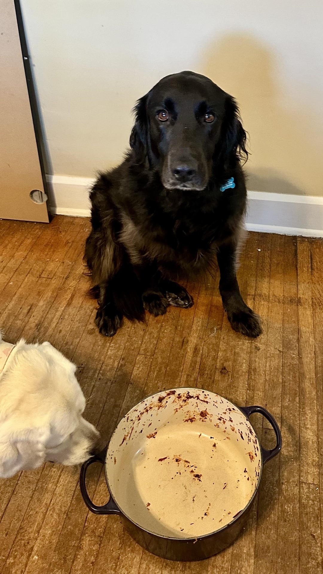 25. Я не ел, ведь сытый пёсель не сможет изобразить такой голодный взгляд