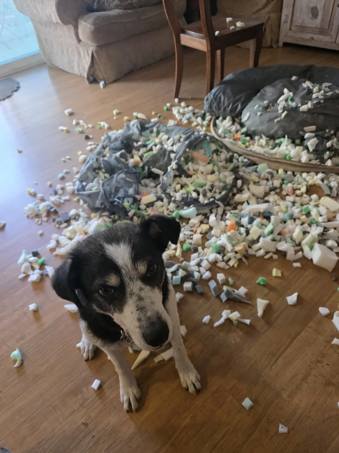 3. У той беды одно начало: собачка просто заскучала