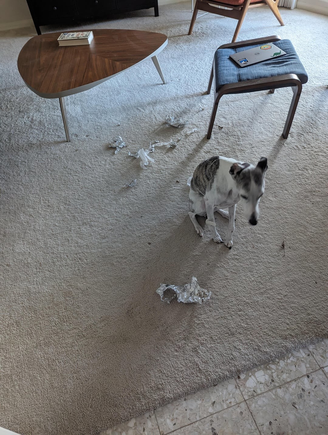 29. Разве можно сердиться на это милейшее существо?