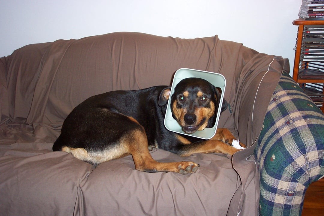 30. Дело о воришке мусора раскрыто